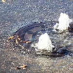 The dangers of a sewage overflow from fats, oils. grease.