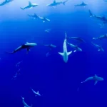 Three ways you can protect the ocean from pollution.